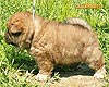 chow-chow puppy