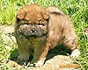 chow-chow puppy 