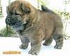 chow-chow puppy