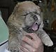 chow-chow puppies