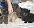 chow-chow puppies