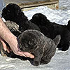 chow-chow puppies