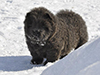 chow chow puppies