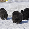 chow chow puppies