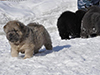 chow chow puppies