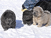 chow chow puppies