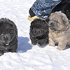 chow chow puppies