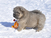 chow chow puppies