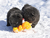 chow chow puppies