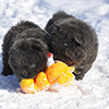 chow chow puppies