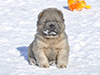 chow chow puppies