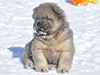 chow chow puppies