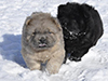 chow chow puppies