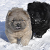 chow chow puppies