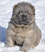 chow chow puppies