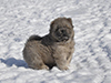 chow chow puppies