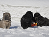 chow chow puppies