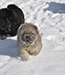 chow chow puppies