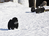 chow chow puppies