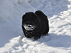 chow chow puppies