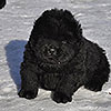 chow-chow puppy