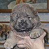 chow-chow puppy