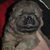 chow-chow puppy