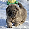 chow-chow puppy