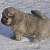 chow-chow puppy