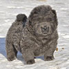 chow-chow puppy