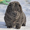 chow-chow puppy