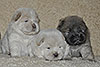 chow-chow puppies