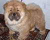 chow-chow puppy dog