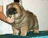 chow-chow puppy Il De Bote Rassita 2 months