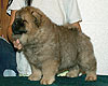 chow-chow puppy Il De Bote Rassita 2 months