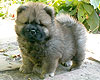 chow-chow puppy Il De Bote Rassita 1,5 month