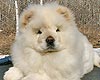 chow-chow puppy