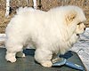 chow-chow puppy