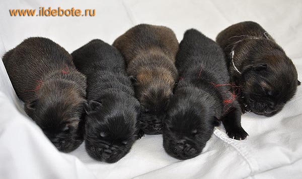 newborn chow chow puppies