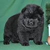 maximize chow-chow puppies