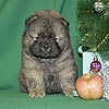 maximize chow-chow puppies