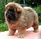 chow-chow puppy