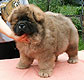 chow-chow puppy