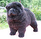 chow-chow puppy