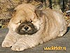 chow-chow puppy