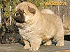 chow-chow puppy