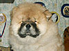 chow-chow puppy