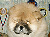 chow-chow puppy