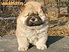 chow-chow puppy