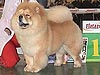 chow-chow Il De Bote Orel Mia